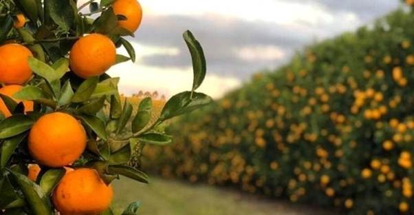 laranja.jpg