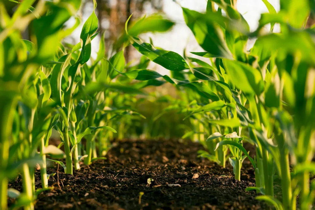 defensivo-agro.webp